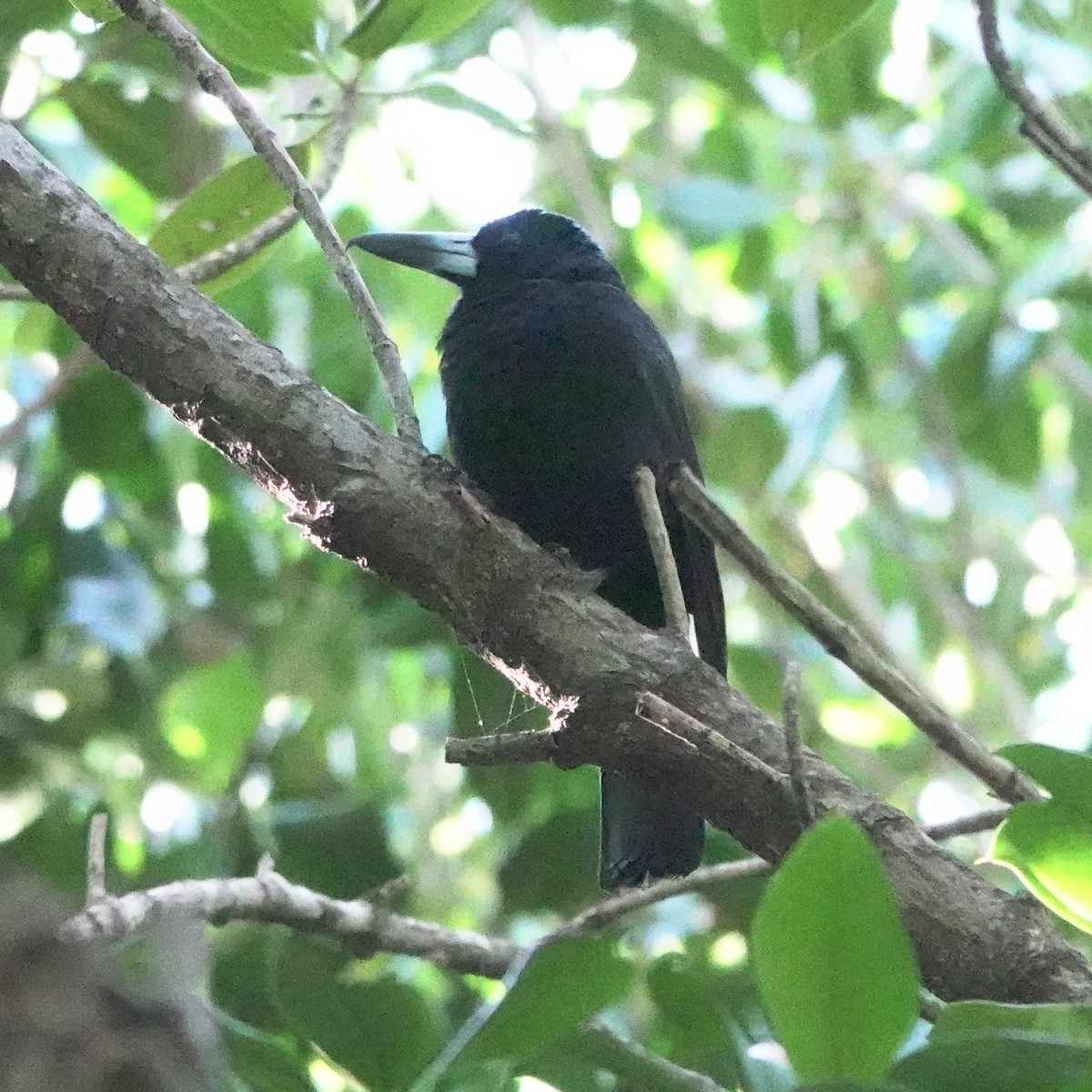 Black Butcherbird - ML621652563