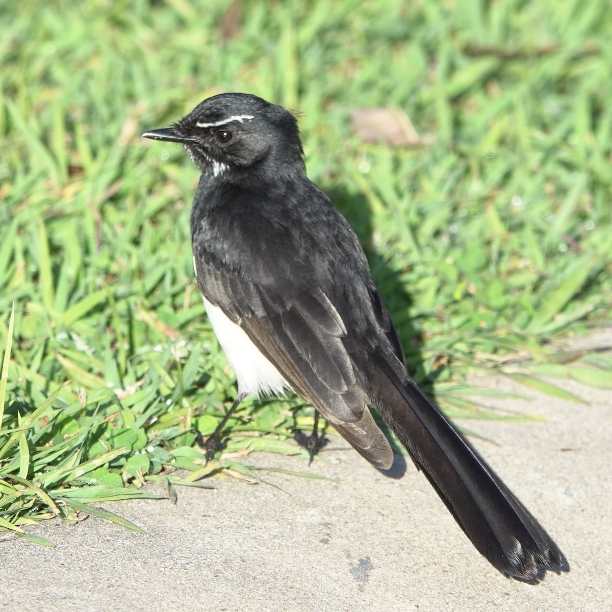 Willie-wagtail - ML621652573