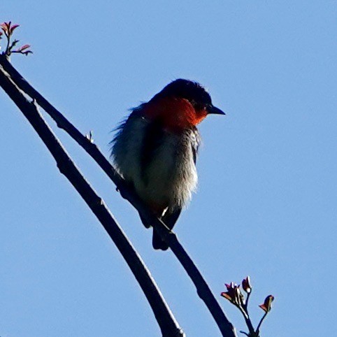 Mistletoebird - ML621652600