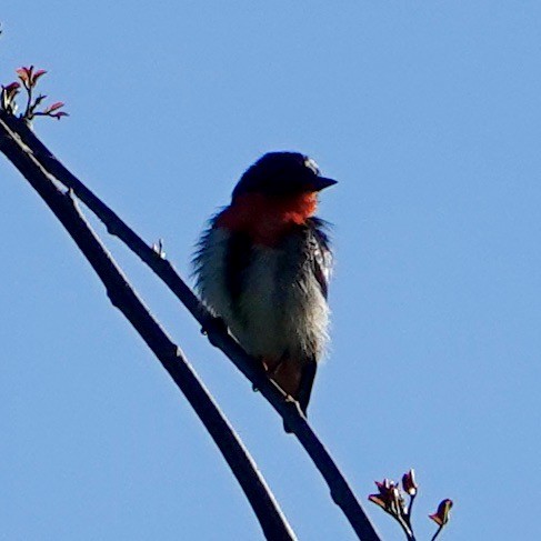 Mistletoebird - ML621652601