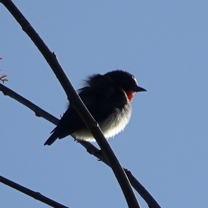 Mistletoebird - ML621652602