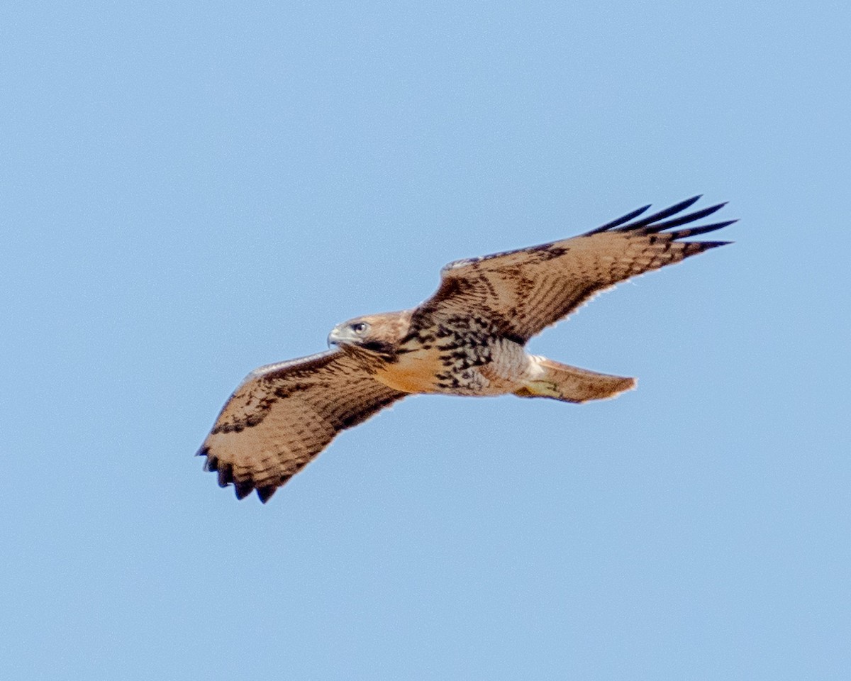 Red-tailed Hawk - ML621652604