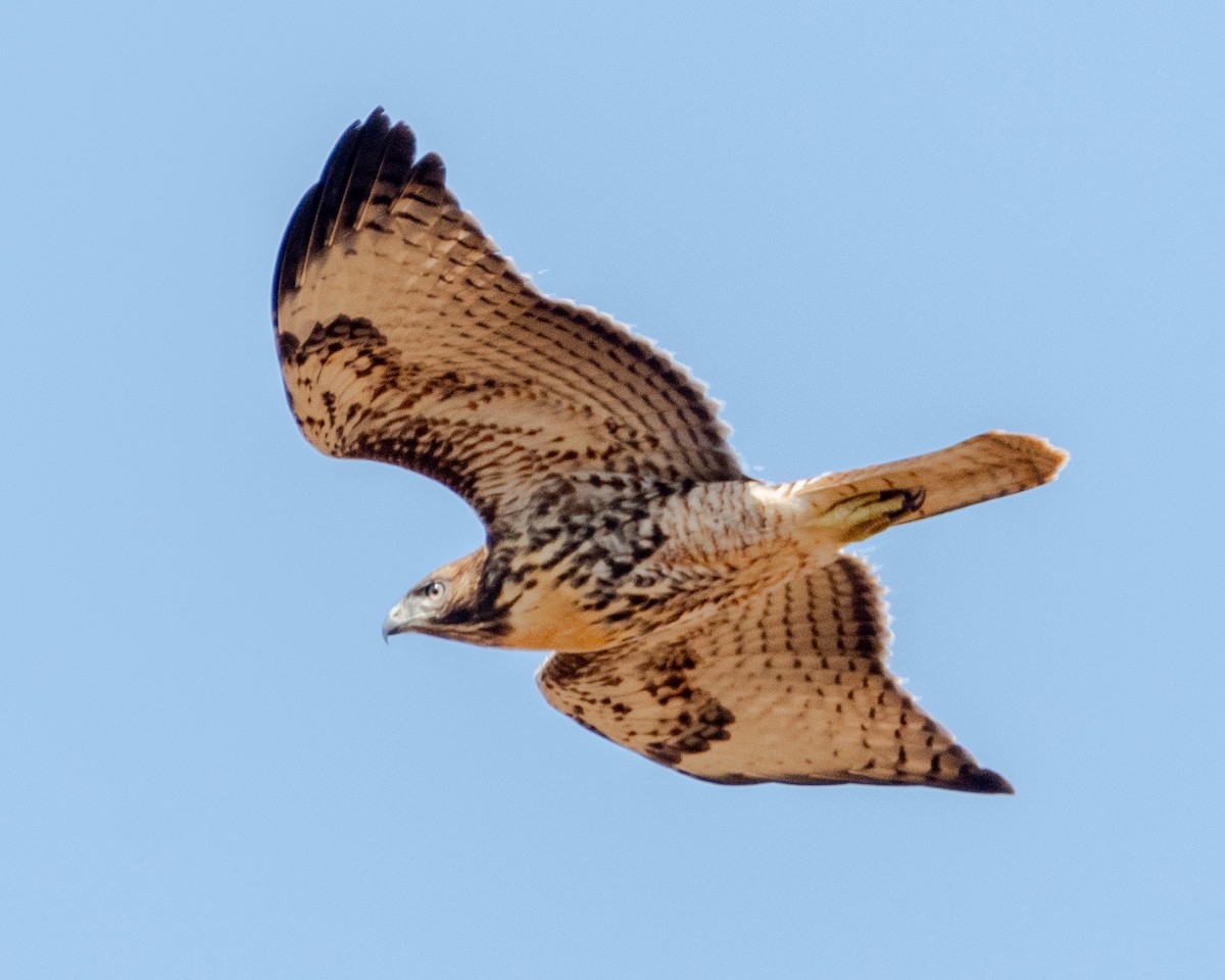 Red-tailed Hawk - ML621652605