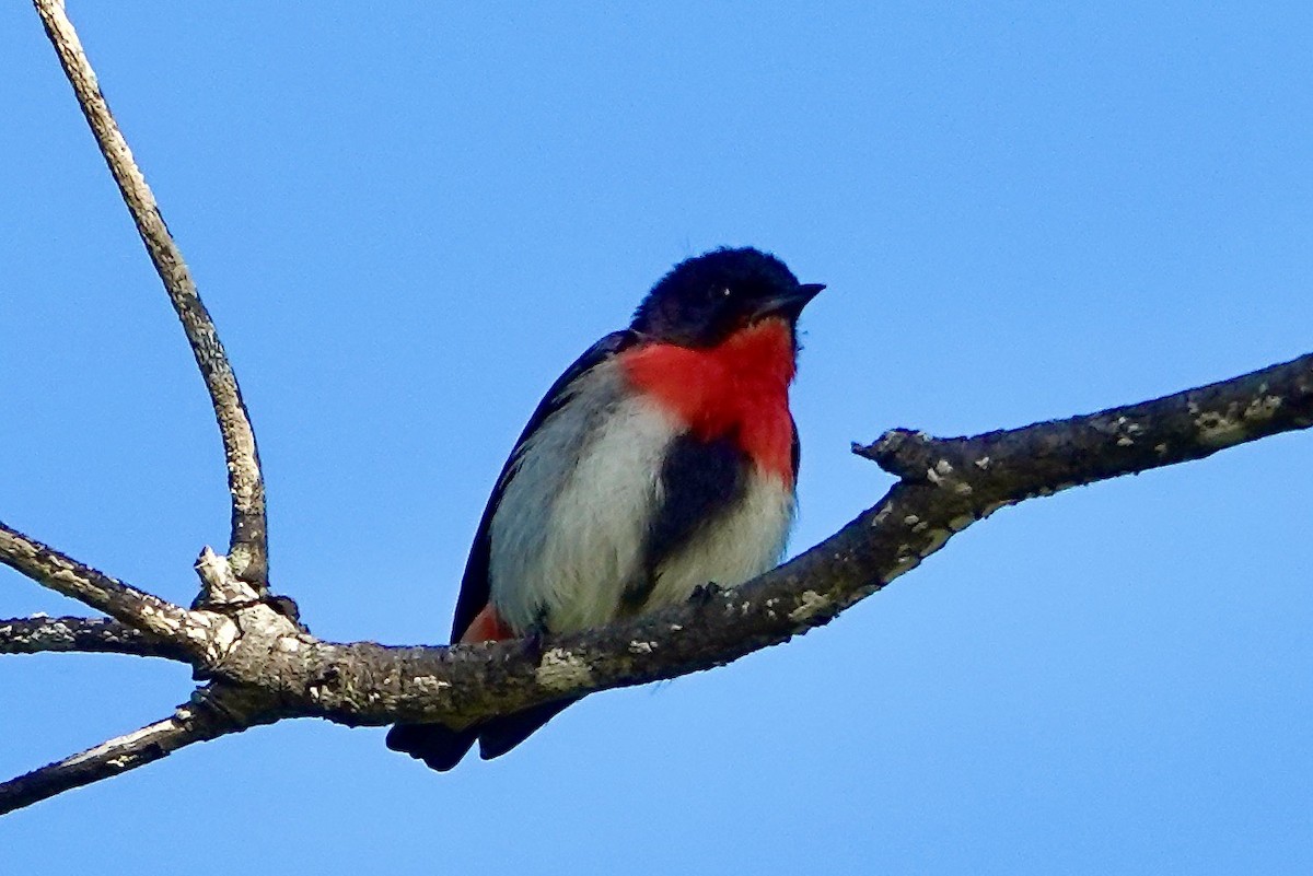 Mistletoebird - ML621652607