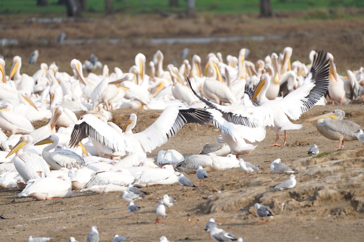 Great White Pelican - ML621652624