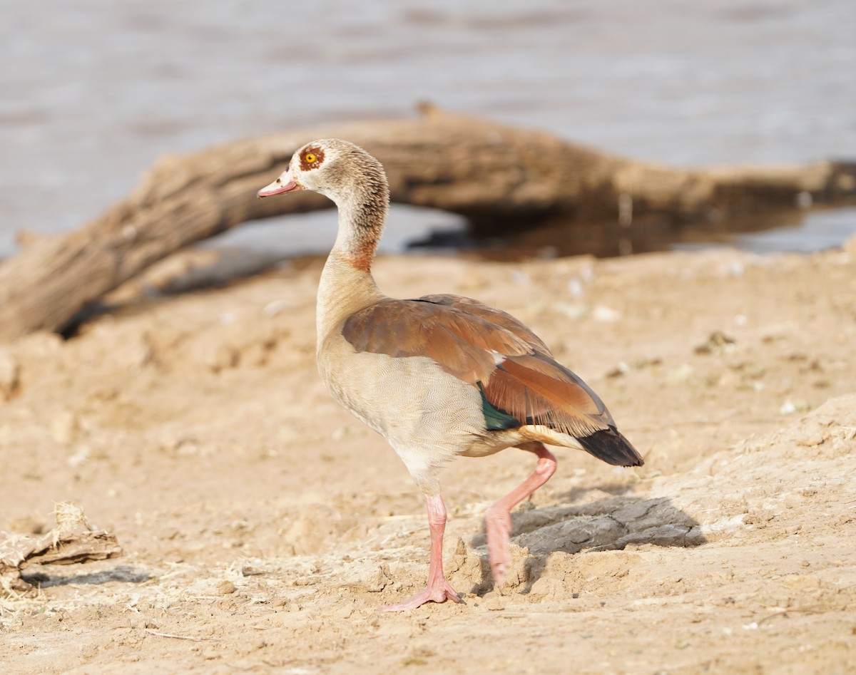 Egyptian Goose - ML621652653