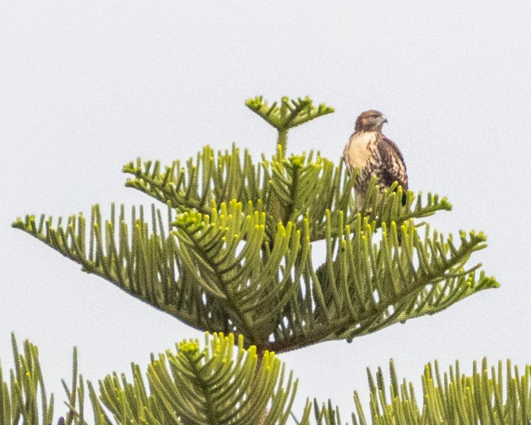 Red-tailed Hawk - ML621652665
