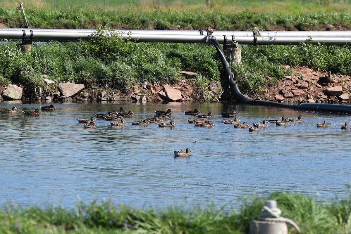 American Black Duck - ML621652668