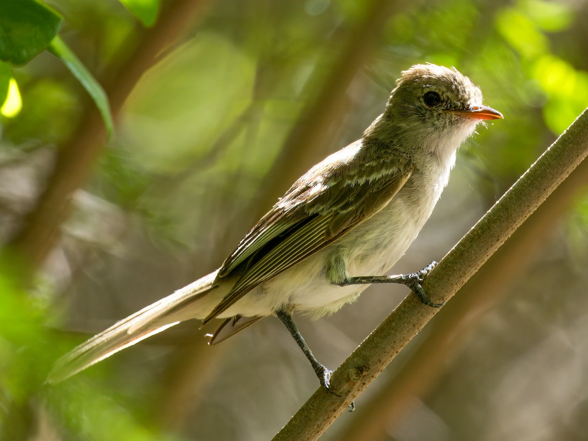 Caribbean Elaenia - ML621652669