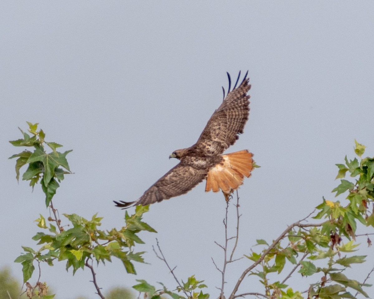Red-tailed Hawk - ML621652698