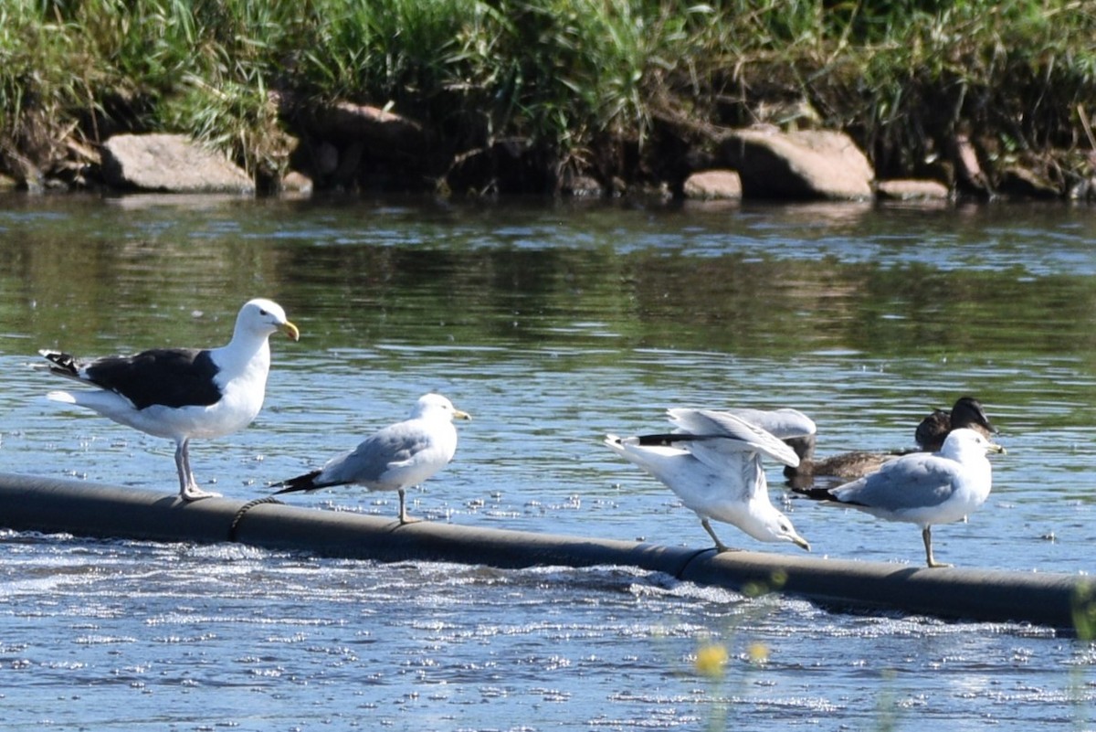 Ring-billed Gull - ML621652700