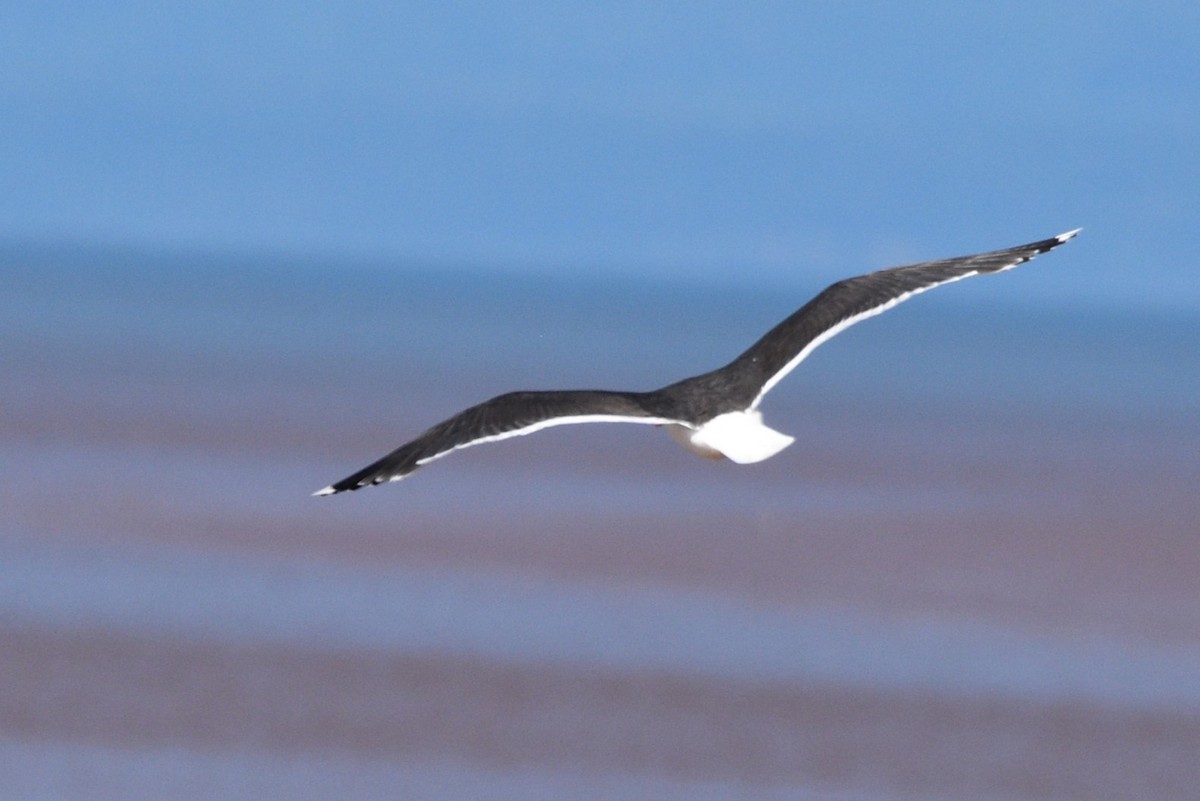 Great Black-backed Gull - ML621652723