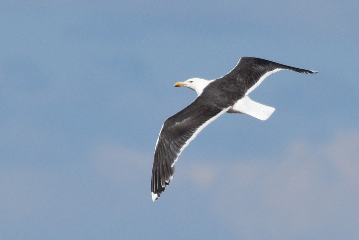 Great Black-backed Gull - ML621652724