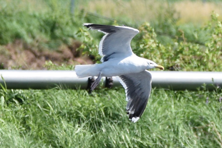 Great Black-backed Gull - ML621652725