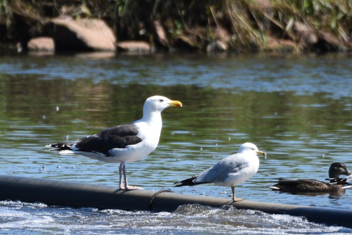 Great Black-backed Gull - ML621652726