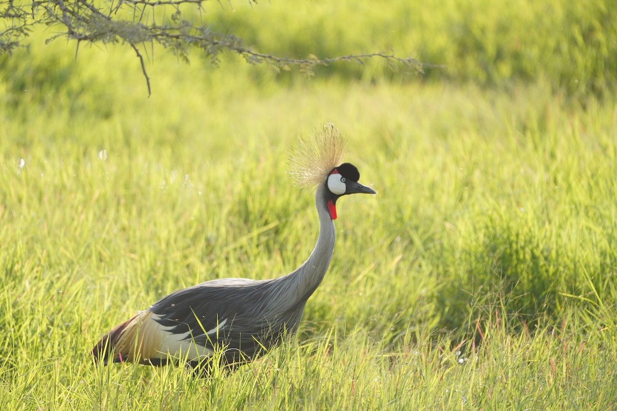 Gray Crowned-Crane - ML621652763