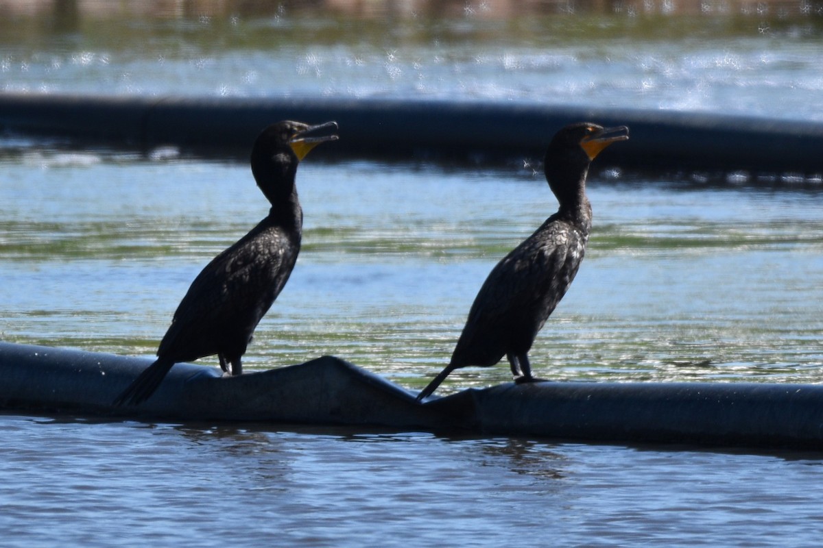 Double-crested Cormorant - ML621652764