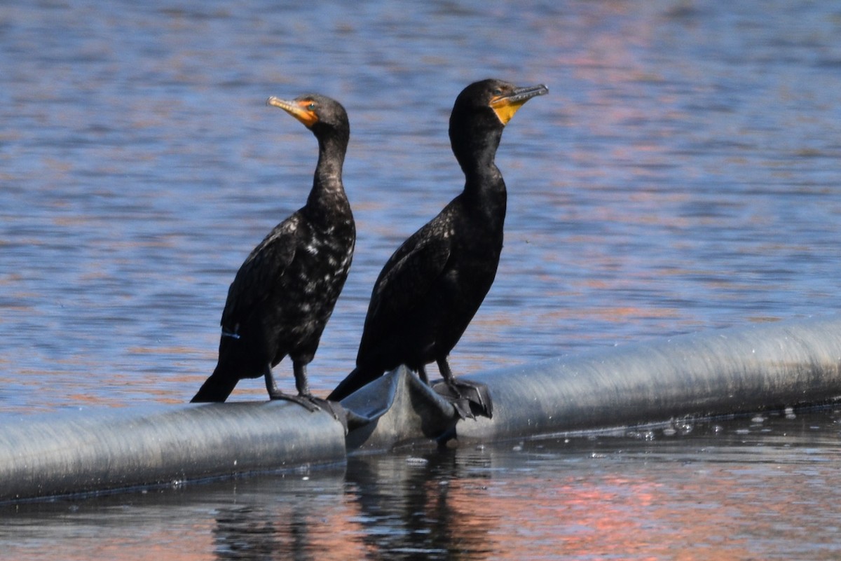 Double-crested Cormorant - ML621652765