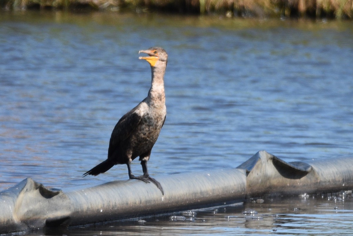 Double-crested Cormorant - ML621652766