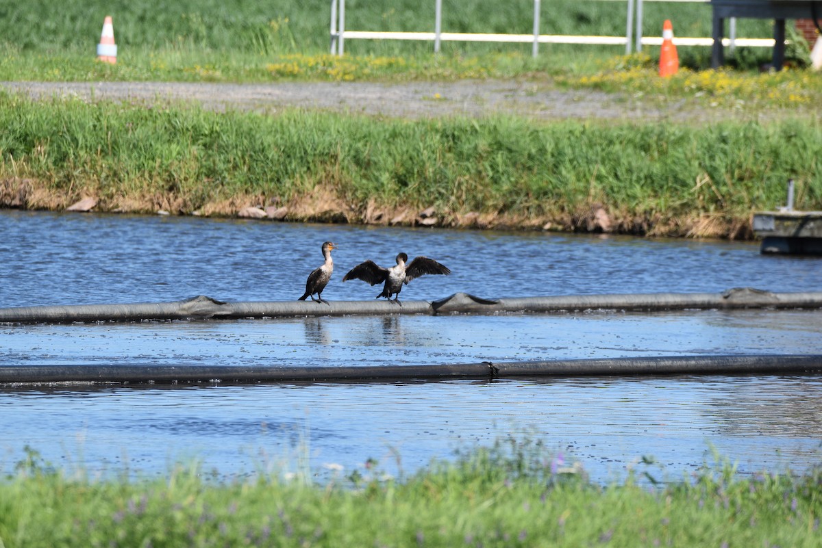 Double-crested Cormorant - ML621652767