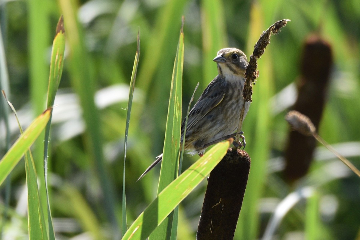 Nelson's Sparrow - ML621652772