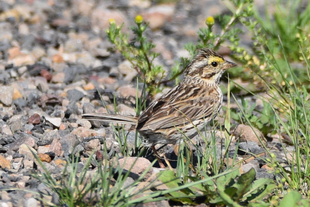 Savannah Sparrow - ML621652778