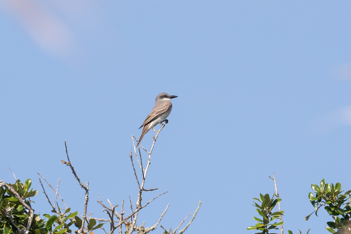 Gray Kingbird - ML621652780