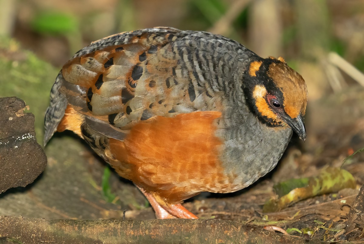 Chestnut-bellied Partridge - ML621652785