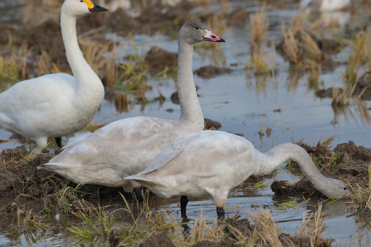 Tundra Swan - Atsushi Shimazaki