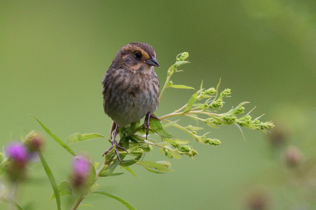 Nelson's Sparrow - ML621652814