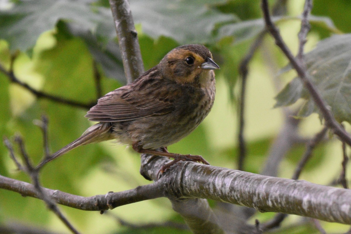 Nelson's Sparrow - ML621652815