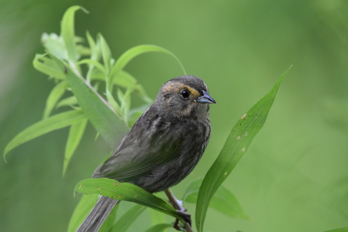 Nelson's Sparrow - ML621652816