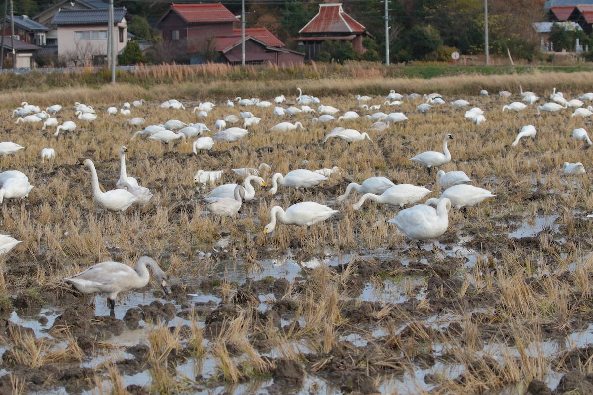 Tundra Swan - ML621652821