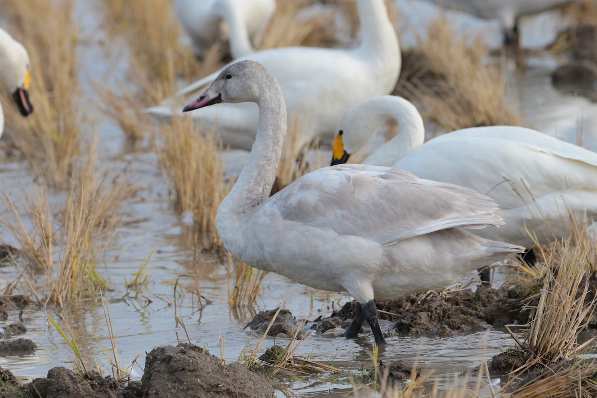 Tundra Swan - ML621652824