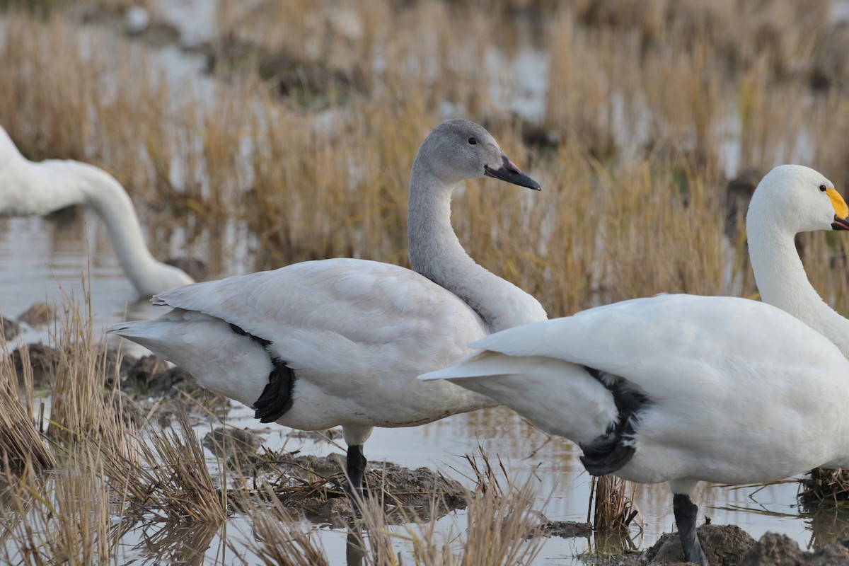 Tundra Swan - ML621652826