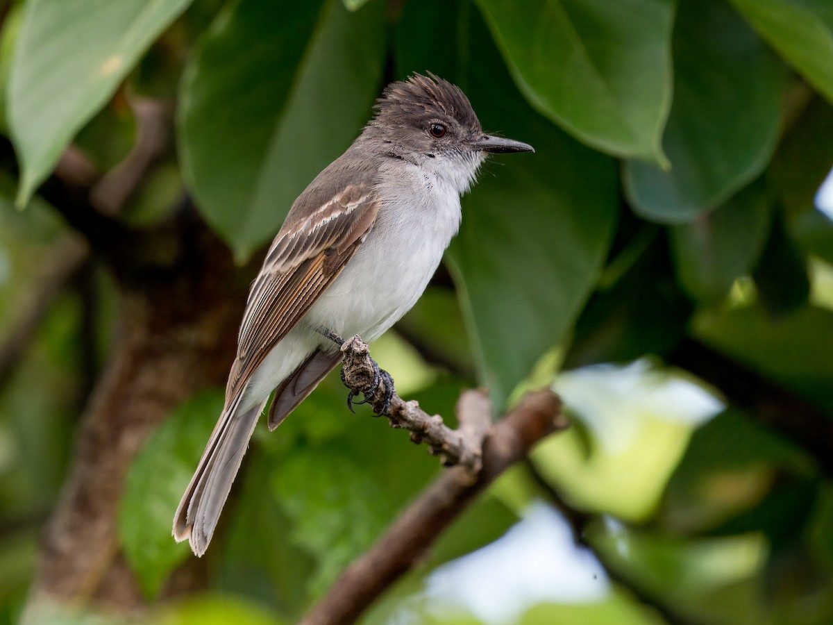 Puerto Rican Flycatcher - ML621652890