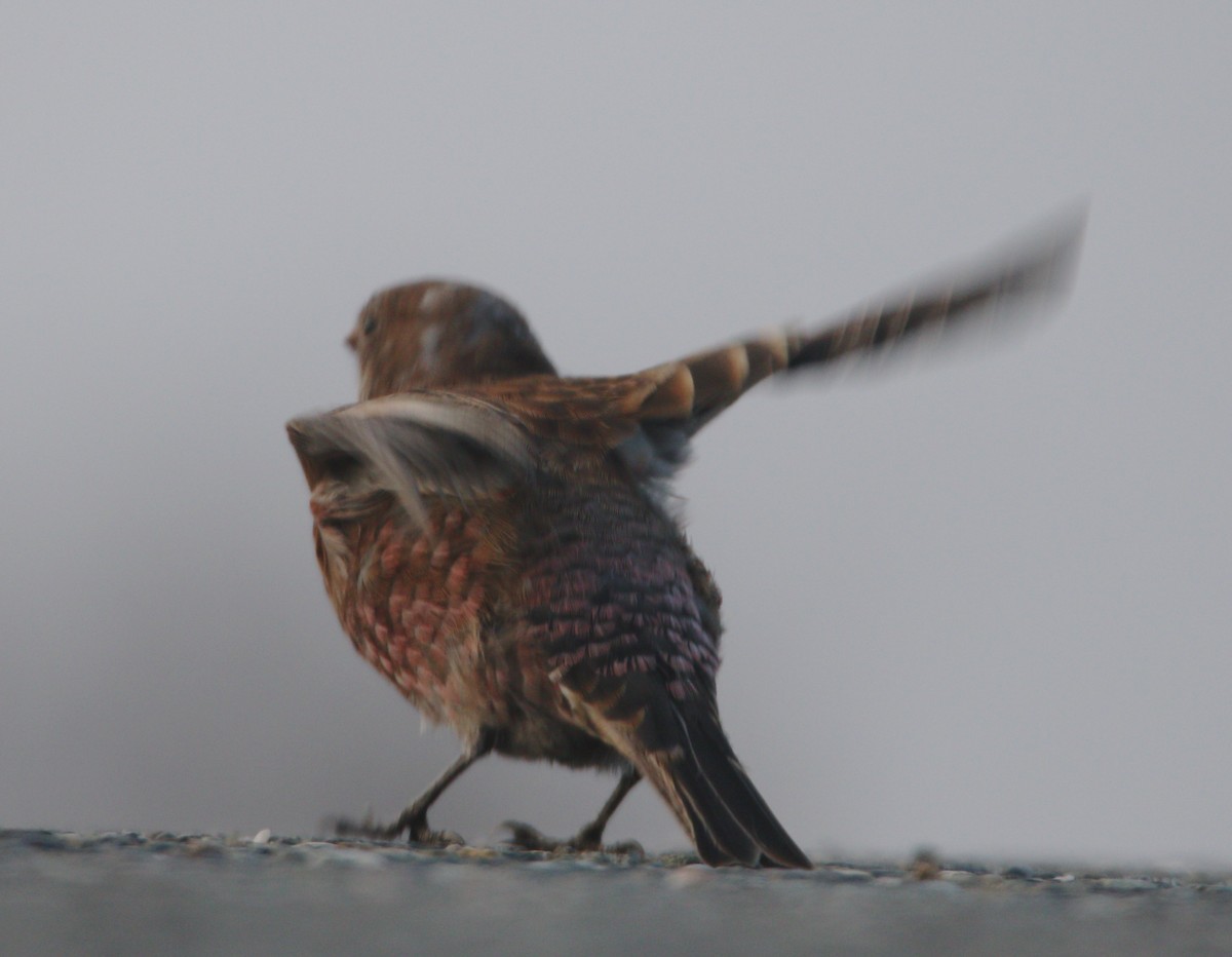 Gray-crowned Rosy-Finch (Hepburn's) - ML621652903