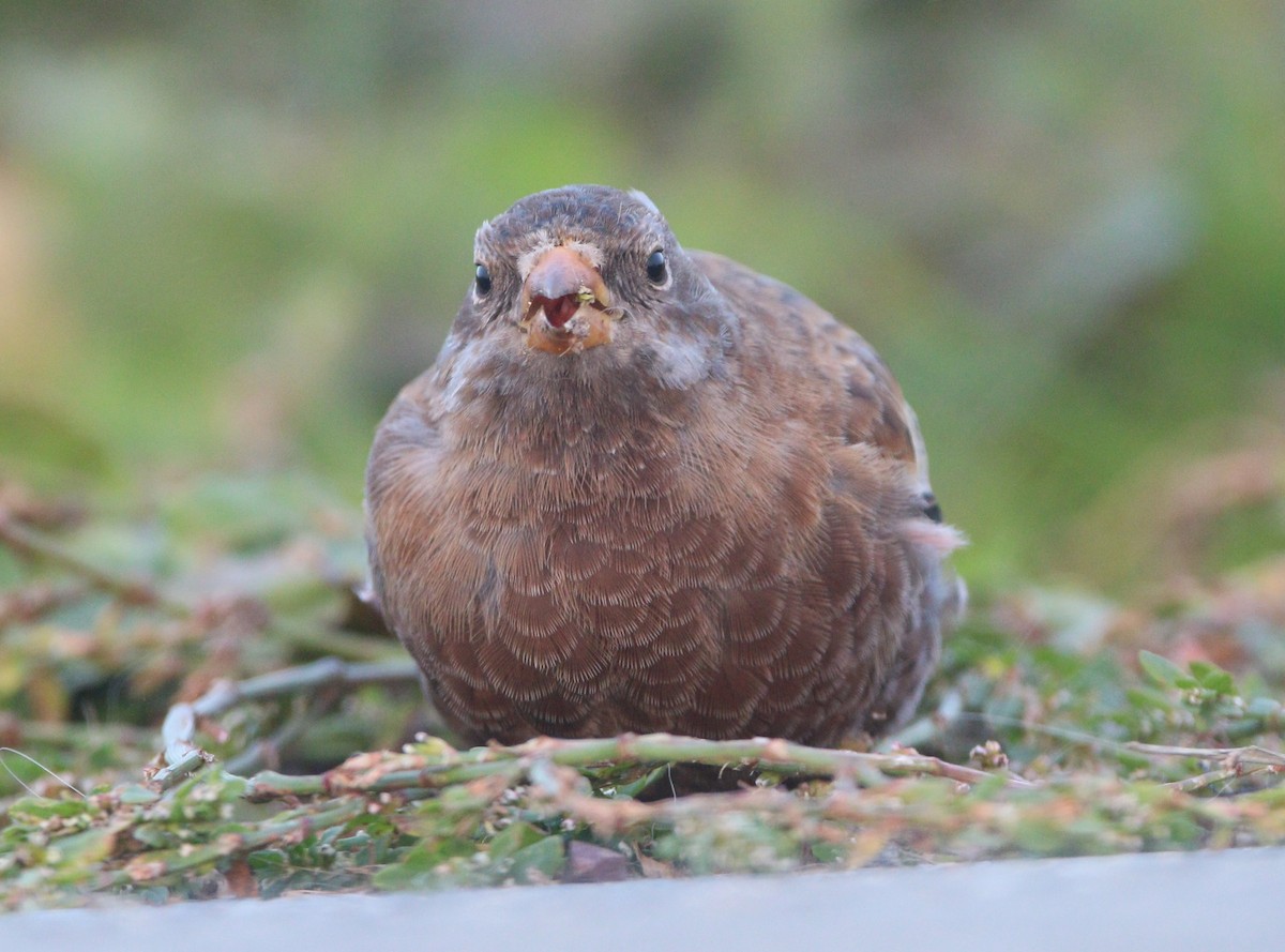 Gri Başlı Alamecek (littoralis) - ML621652904