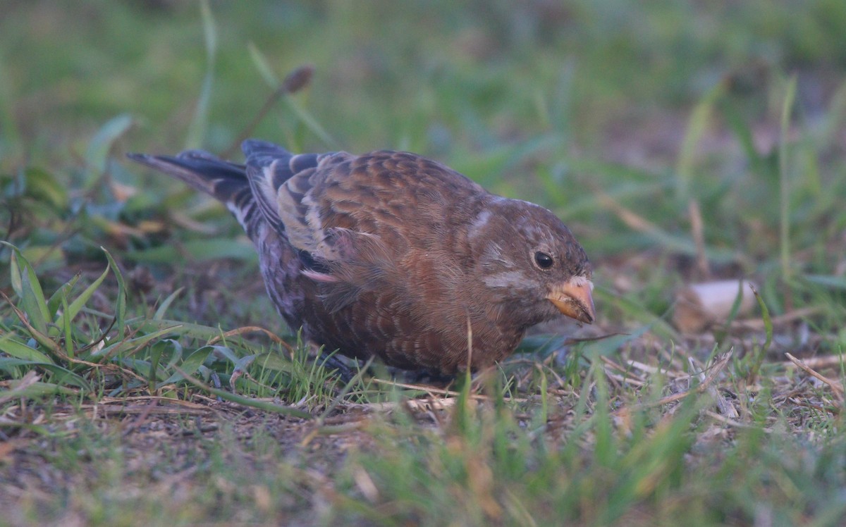 Gray-crowned Rosy-Finch (Hepburn's) - ML621652905