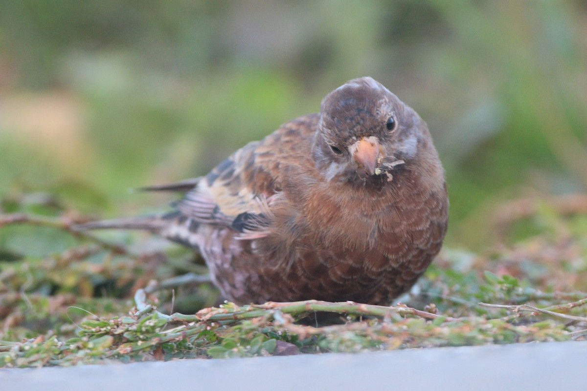 Gri Başlı Alamecek (littoralis) - ML621652906