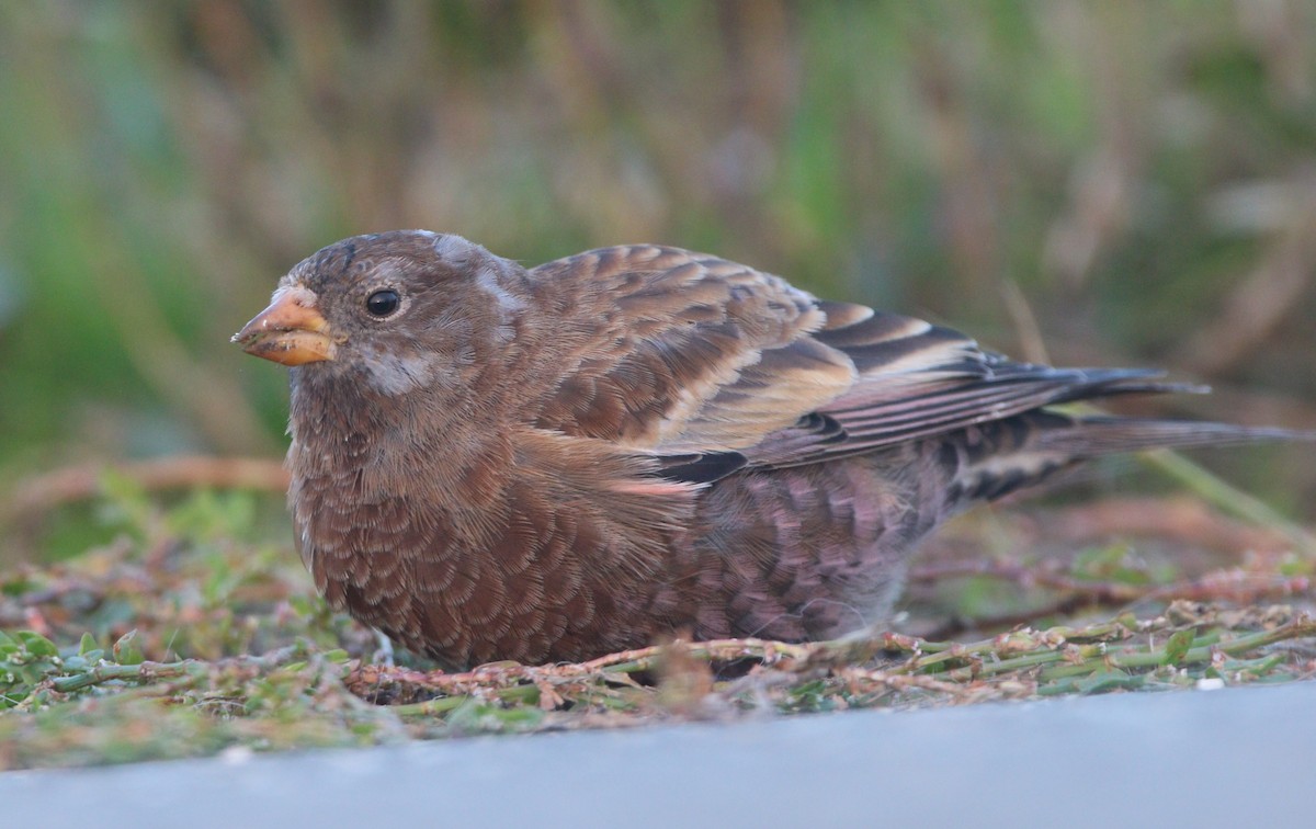 Gri Başlı Alamecek (littoralis) - ML621652908