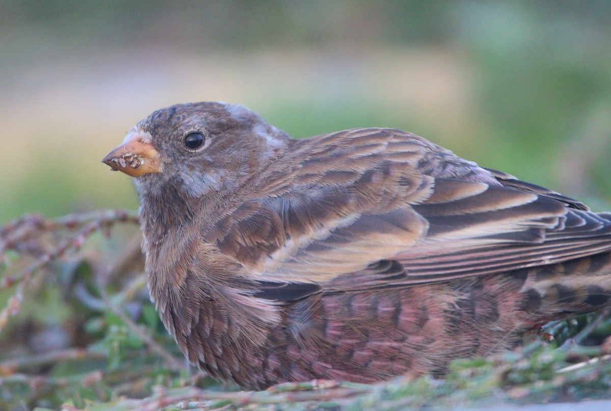 Gray-crowned Rosy-Finch (Hepburn's) - ML621652909