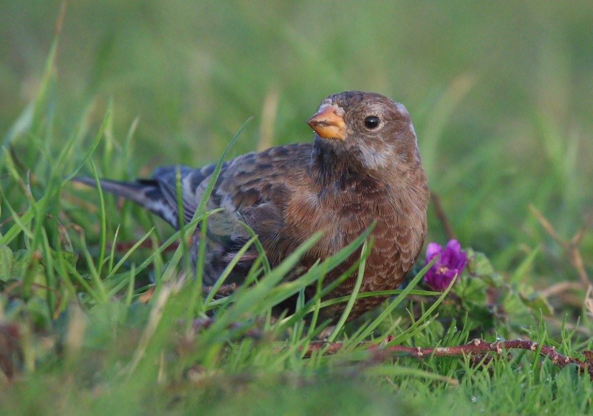 Roselin à tête grise (littoralis) - ML621652910