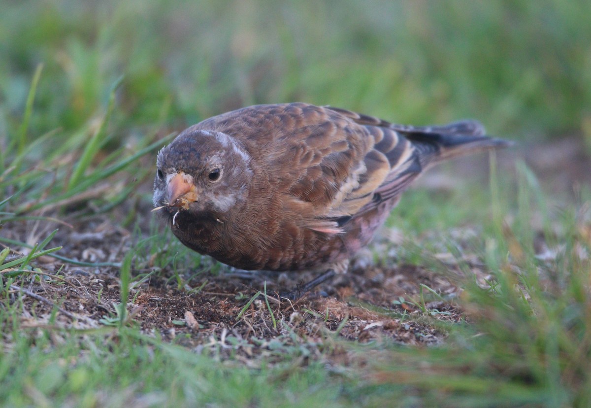 Gray-crowned Rosy-Finch (Hepburn's) - ML621652911