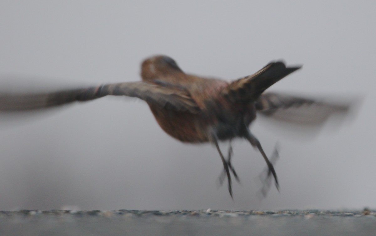 Gray-crowned Rosy-Finch (Hepburn's) - ML621652912