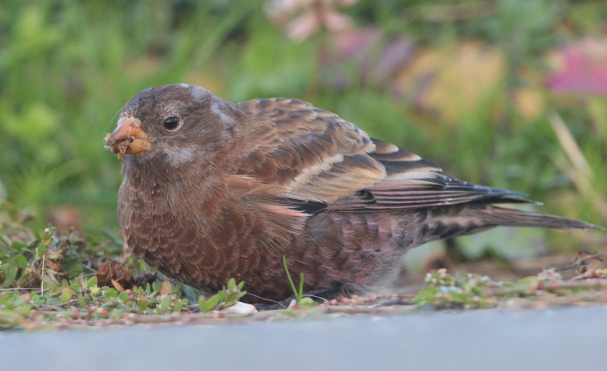 Gray-crowned Rosy-Finch (Hepburn's) - ML621652913