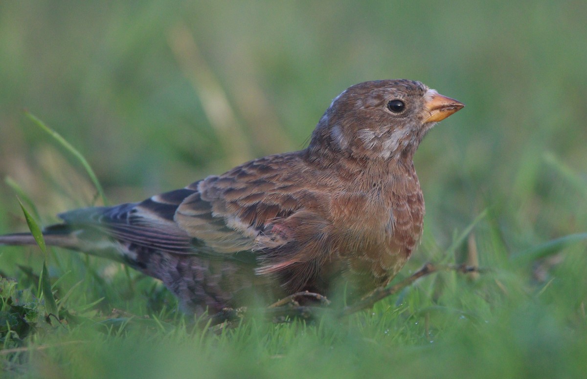 pěnkavice šedohlavá (ssp. littoralis) - ML621652914