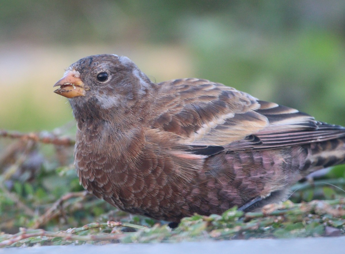 Gray-crowned Rosy-Finch (Hepburn's) - ML621652915