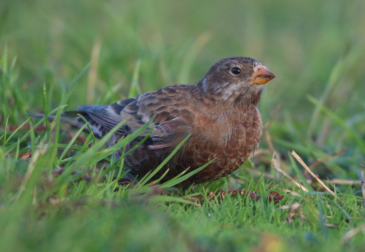 Gray-crowned Rosy-Finch (Hepburn's) - ML621652916