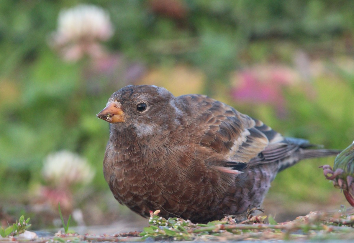 Gray-crowned Rosy-Finch (Hepburn's) - ML621652918